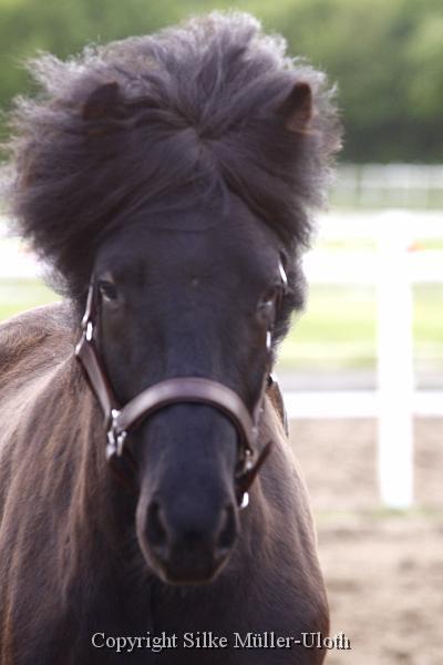 Noah von Heidmoor (8).JPG